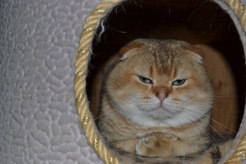 Котик вислоухий золотая шиншилла вязка