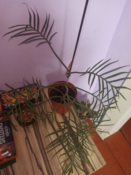 Продам филодендрони разных сортов