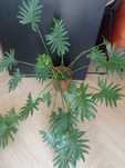 Philodendron xanadu filodendron roślina duża zielona piękne liście