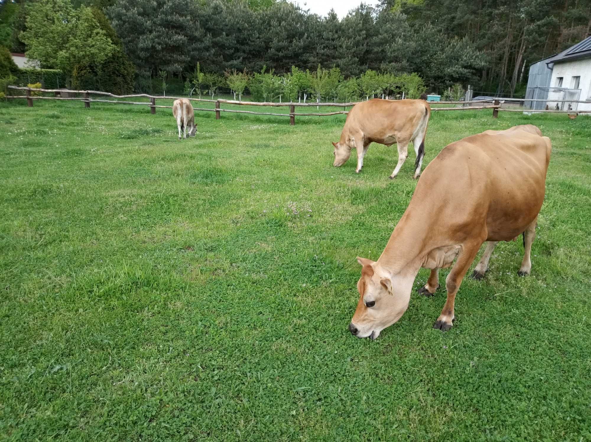 Świeże mleko prosto od krowy Jersey