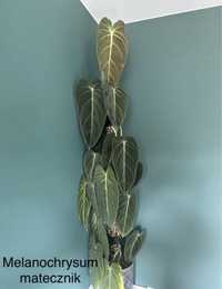 Philodendron melanochrysum kolekcja