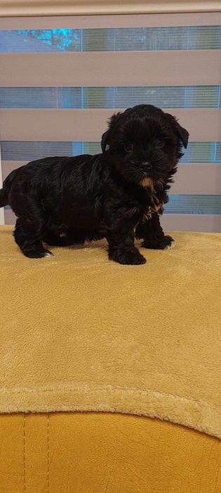 Suczka Yorkshire terrier Black
