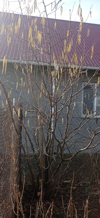 Саженцы фундук Трапезунд