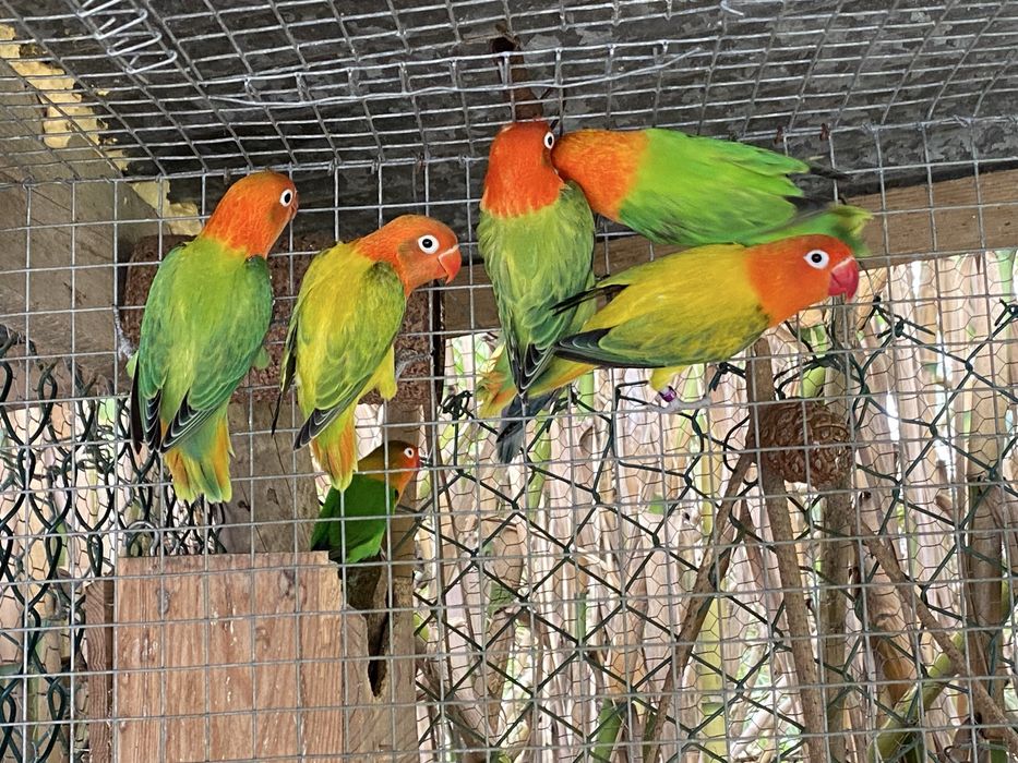 Agapornis fisheri opalinos