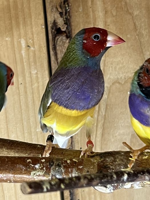 Amadyna wspaniała - samiec 2025 r