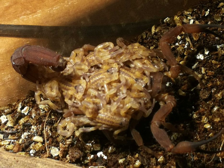 Babycurus jacksoni L2 skorpion skorpiony ptasznik