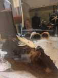 Ancistrus Lemon Macho e Ancistrus Snow white Macho