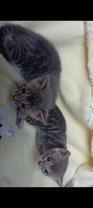 Продам шикарних бенгальских котят голубого коляру