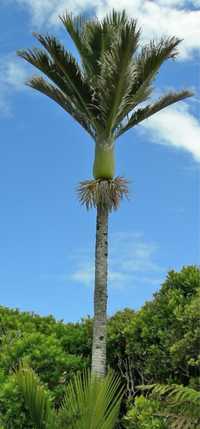 Palmeira-nica * Rhopalostylis sapida