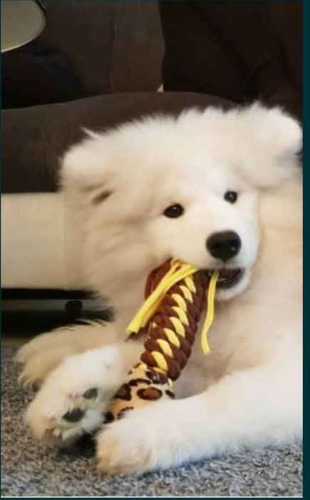 Послуги ветеринарного лікаря