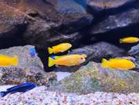 Chindongo saulosi Taiwan reef