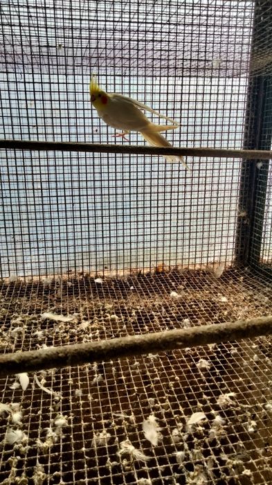 Agapornis e caturra machos por sexagem