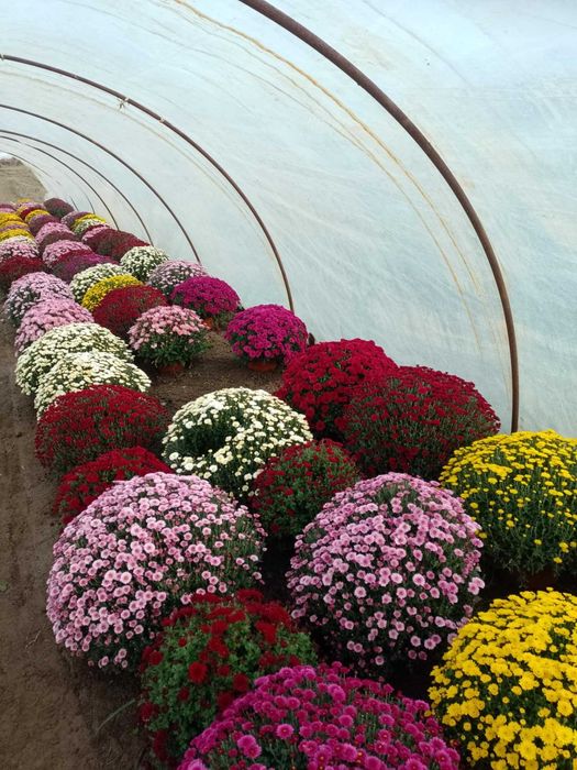 Chryzantemy drobnokwiatowe z możliwoscią transportu.Producent