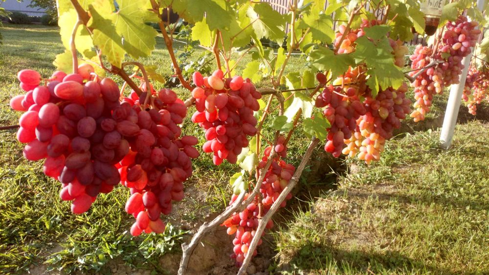 Саджанці винограду  "Аркадія", "Преображення", "Дубовський", Молдова"