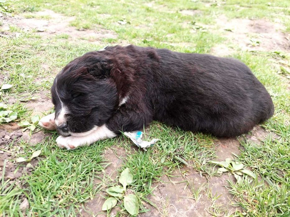 Щенки алабая з документами