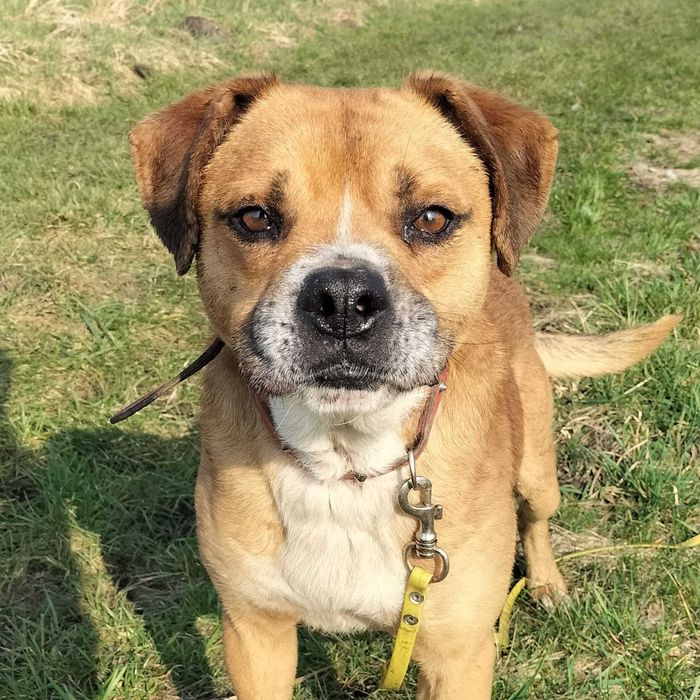 Fox   , psiak uratowany z łańcucha szuka domu