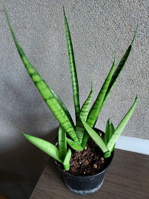 Sansevieria kolekcjonerska Green Parrot