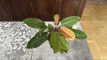 Philodendron princes of orange