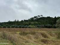 Terreno com Eucaliptal