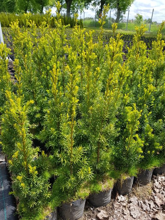 Cis Hicksii 140 cm Fastigiata 100 cm  Robusta Hatfieldi 60 taxus wojte