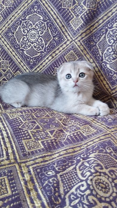 Вислоухий хлопок шотландська золота шиншила ау11