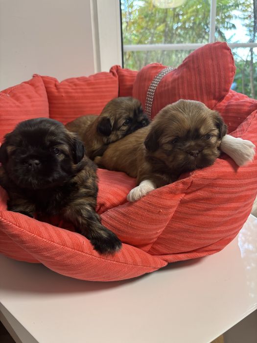Sunie Shih tzu  SWKIPR WKU Polskie Porozumienie Krynologiczne
