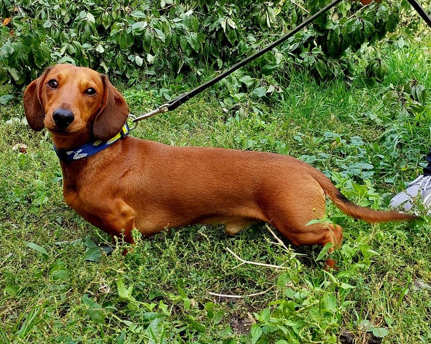 Такса  карликовая для вязки