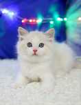 Kocurek Ragdoll seal bicolor lynx, rodowód FPL