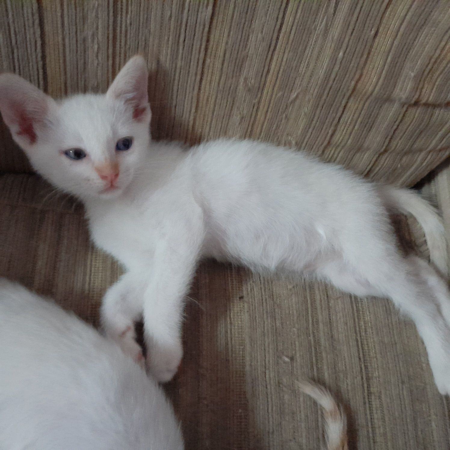 Gatos para adoçao