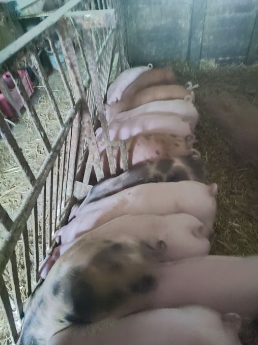 Prosięta miesne 25-30 kg