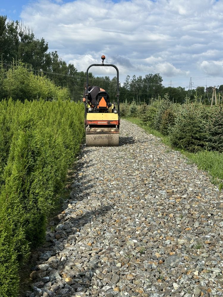 Tuja szmaragd żywopłot transport