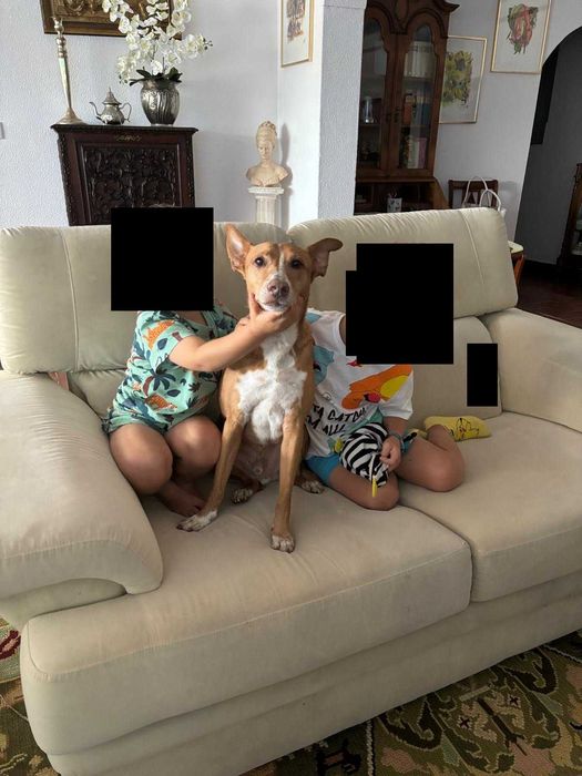 Podengo adoção responsável