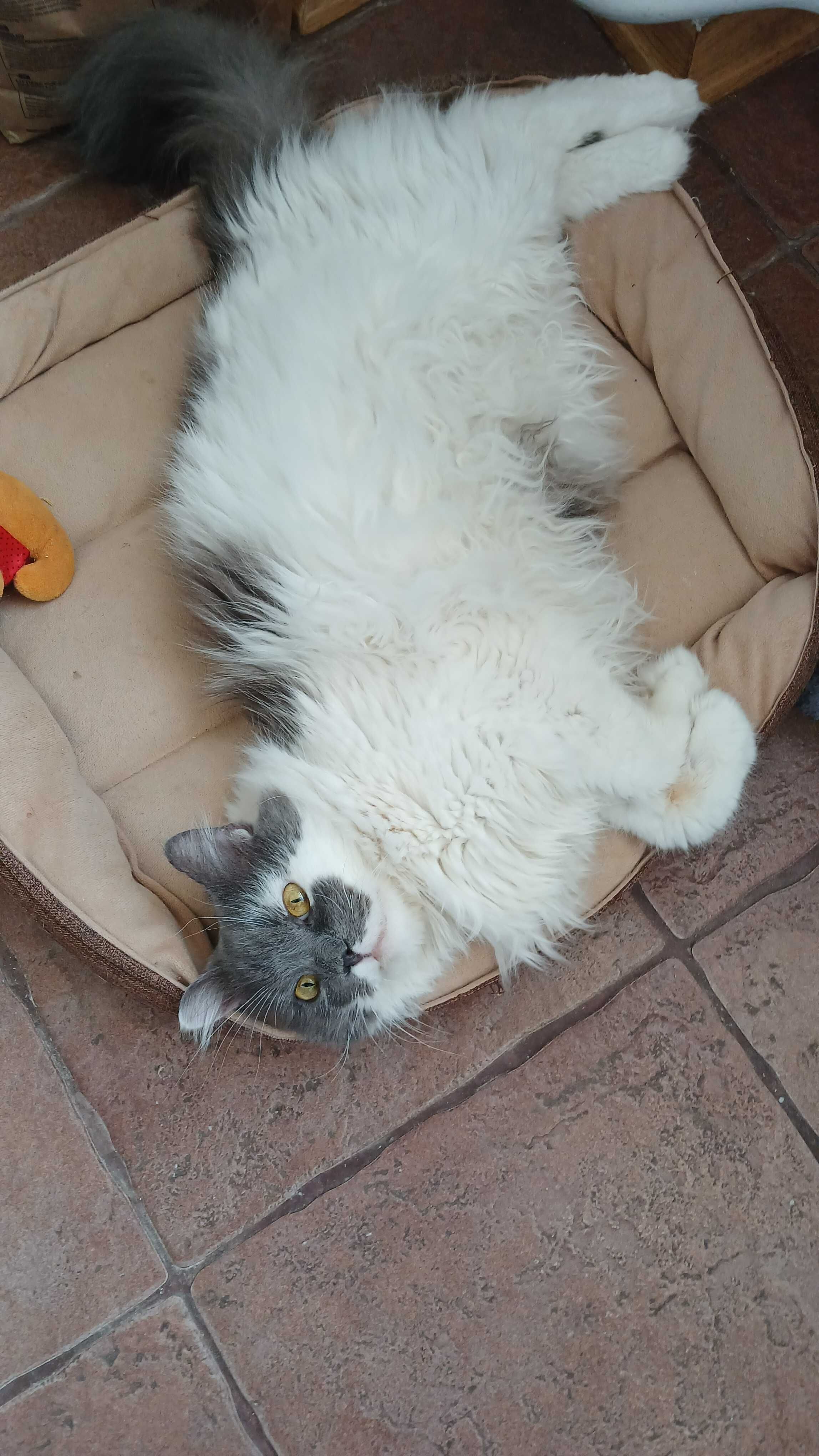 Puchaty kotek Murchyk szuka domu, 6 lat