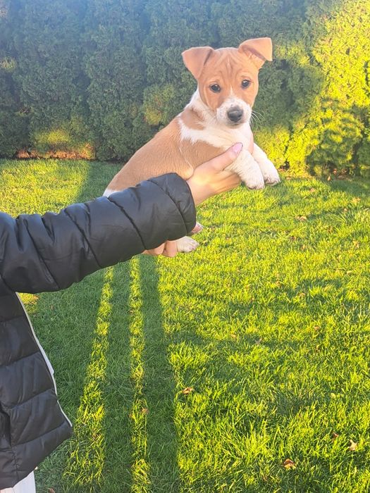 Jack russell terrier szczenię