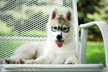 Piękny piesek husky z rodowodem FCI / ZKwP szczeniak husky