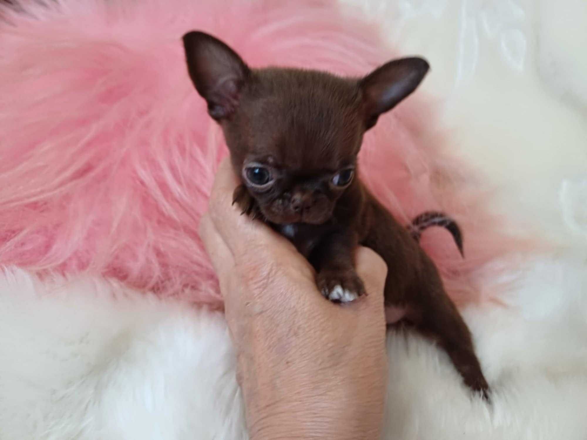 Chihuahua przepiękna trzymiesięczna mini czekoladowa dziewczynka
