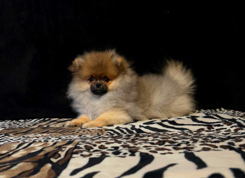 Szpic miniaturowy, Pomeranian - REZERWACJA