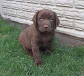 Labrador Retriever czekoladowy piesek