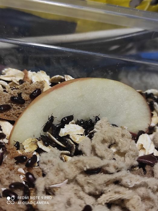 Жук знахарь , жук чернотелка