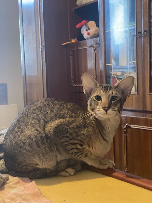 Котенок ориентал