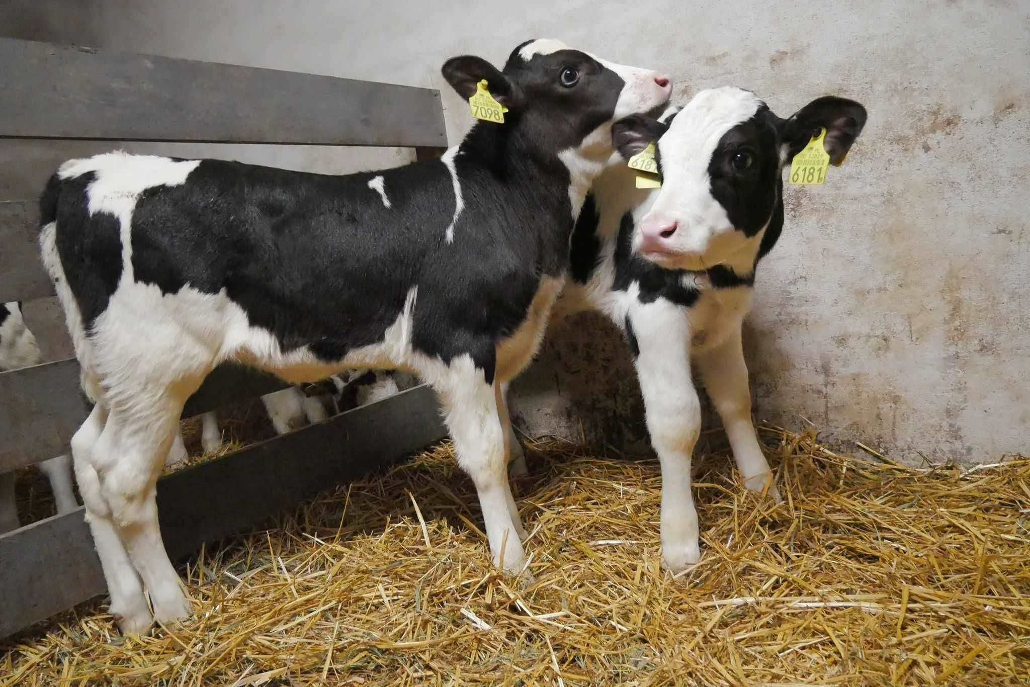 Byczki/Jałoszki ras mieszanych w ciągłej sprzedaży od 750 zl - 1350 zł