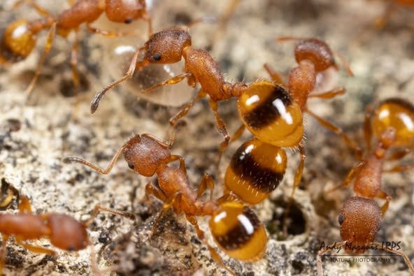 temnothorax unifasciatus поймал в 2025