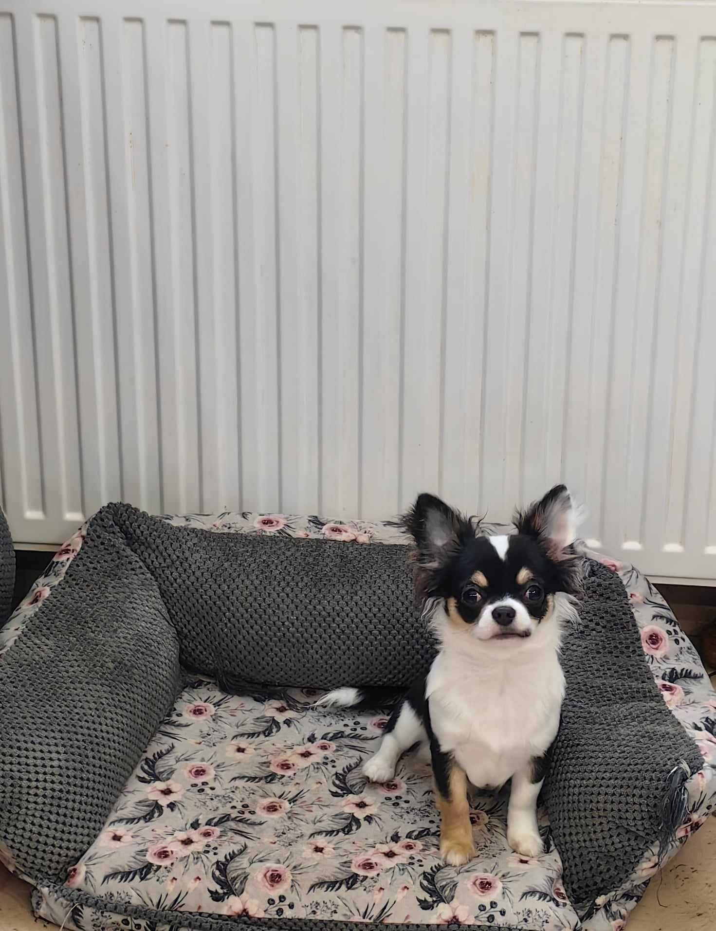 Chihuahua z rodowodem ZKwP FCI