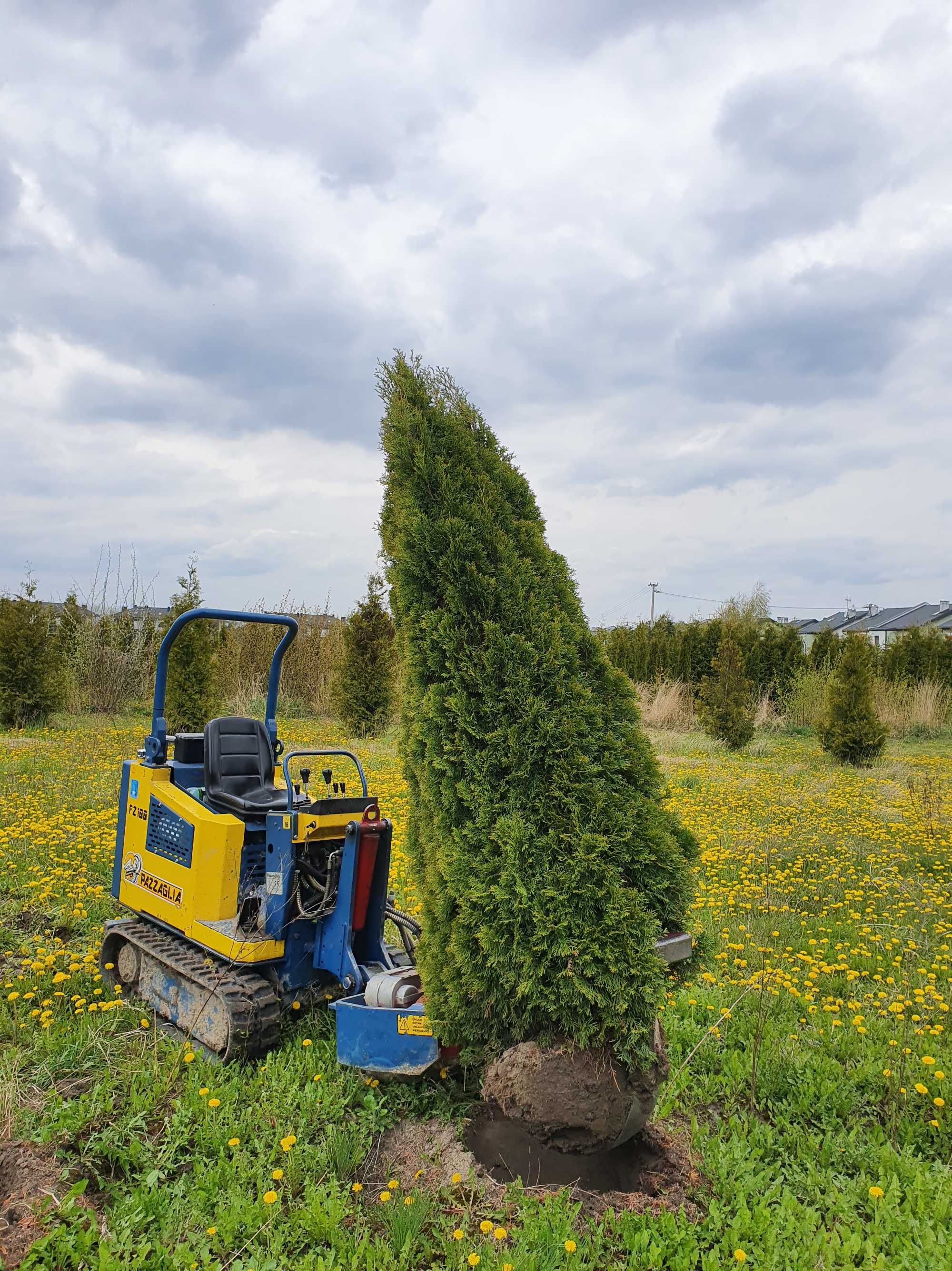 TUJA SZMARAGD Thuja smaragd 280cm kopane maszyna TRANsport