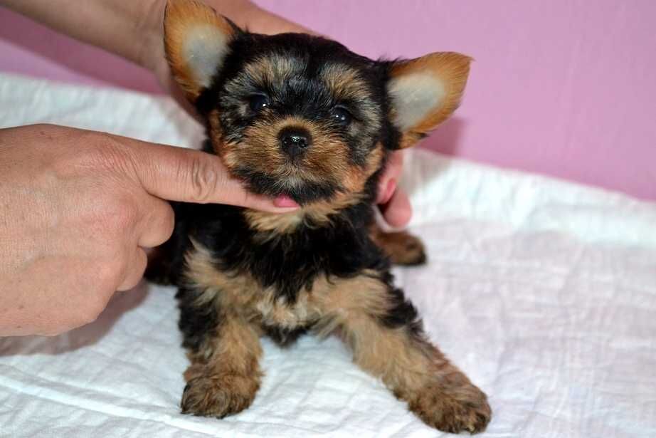 Йоркширські терьери малята.