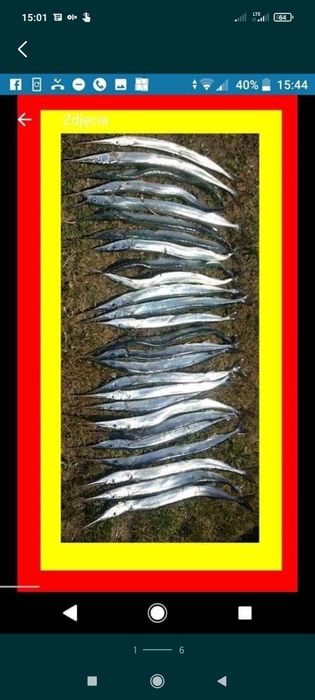 Rejs wędkarski na bellone belona belonę - prezent dla wędkarza wyprawa