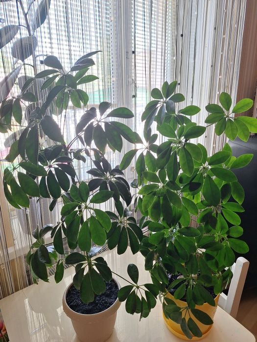 Шефлера кімнатна