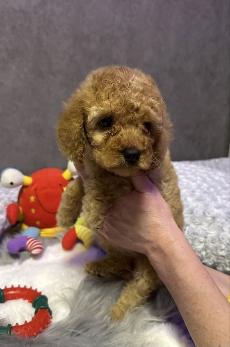 Детки пуделя,красотуны!