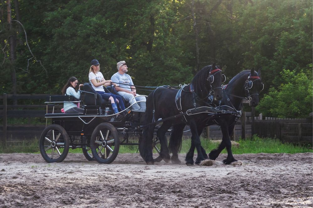 Фризские лошади большой выбор в Киеве конь кобыла жеребец