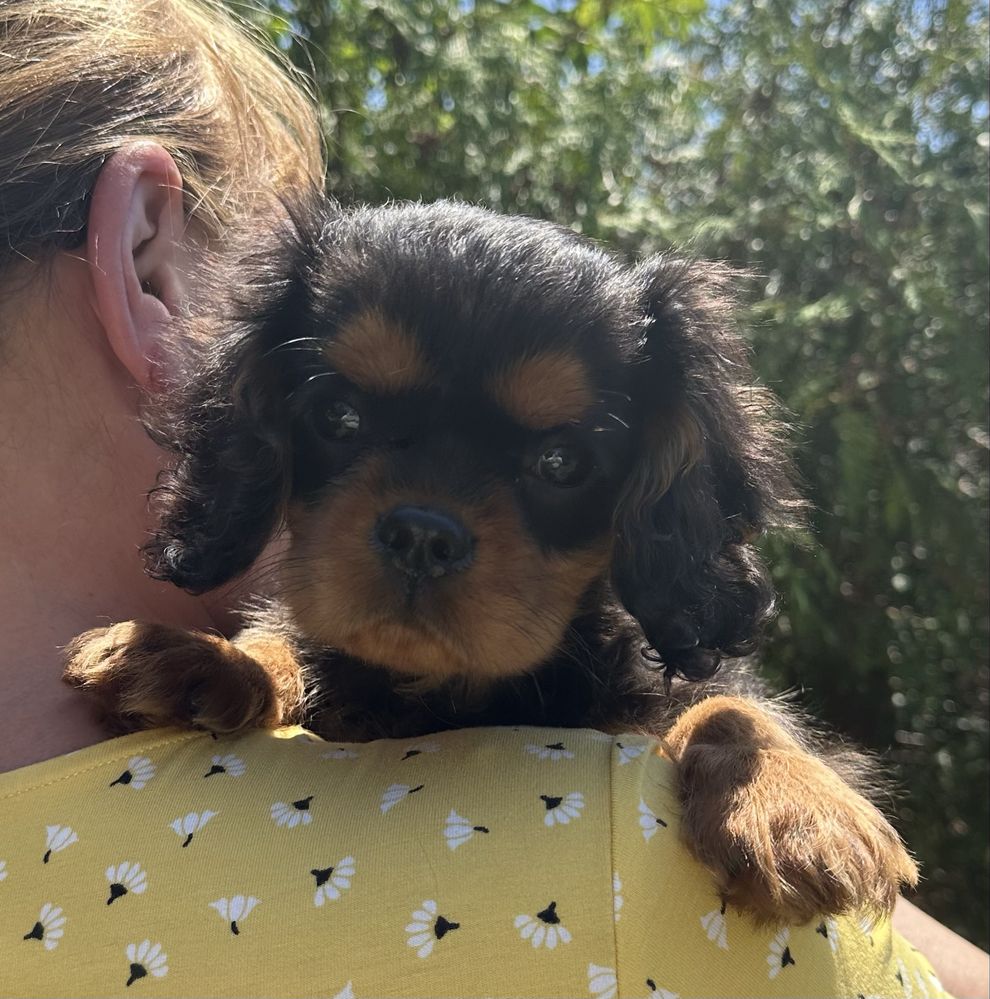 Cavalier King Charles Spaniel- piesek ZKwP